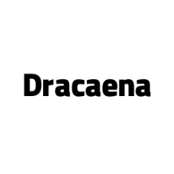 تصویر برای تولیدکننده: دراسنا | Dracaena